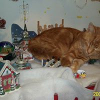 Elizabeth Lacey Photo 19