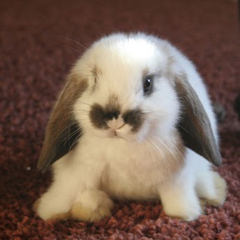 Andrea Pruitt Photo 14