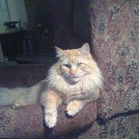 Donna Linville Photo 9