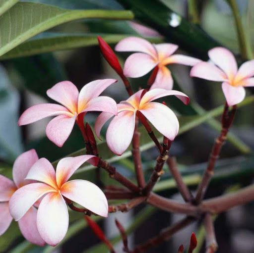 Kimberly Pascual Photo 5