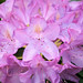 John Downs Photo 22