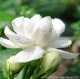 Susan Ernst Photo 26 Susan Ernst Photo 26