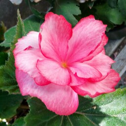 Donna Wolfe Photo 21