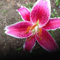 Thelma Bell Photo 18