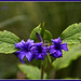 Cassandra Small Photo 24