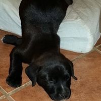 Charles Roach Photo 28