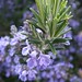Rosemary Green Photo 8