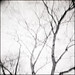 Kenneth Vines Photo 7