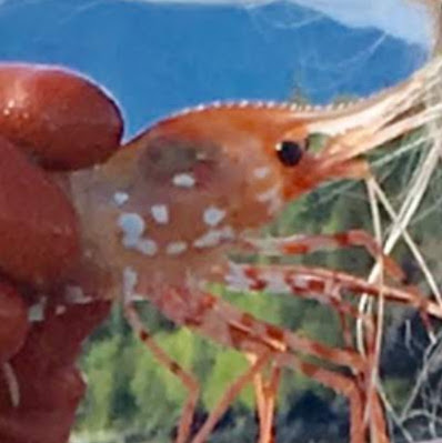 Sandy Vaughn Photo 11