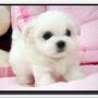 Tho Do Photo 6