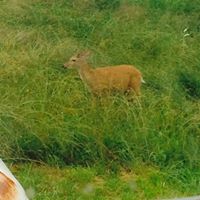 Suzanne Howell Photo 16