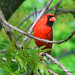 Patty Cardinal Photo 9