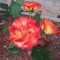 Angela Eaves Photo 8