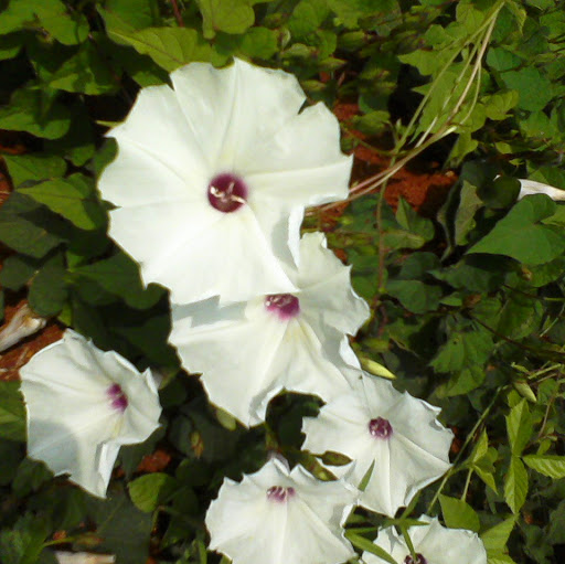 Angela Murphy Photo 7