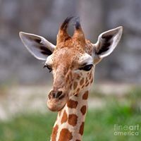 Shawn Crisp Photo 23