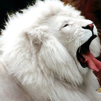 John Gossett Photo 10