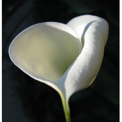 Alice Morris Photo 17