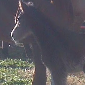 Terri Rogers Photo 12