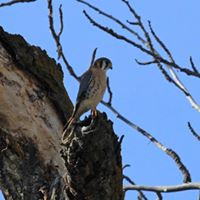 Sara Chapman Photo 19