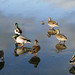 Milton Buck Photo 15