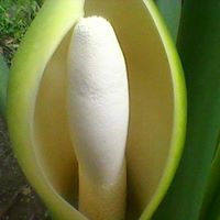 Christopher Chan Photo 25