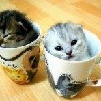 Joy Rasmussen Photo 34