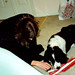Pat Gibbons Photo 15