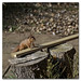 Dot Carpenter Photo 4