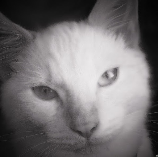 Jane Snyder Photo 20