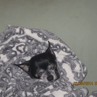 Nancy Goldsmith Photo 18