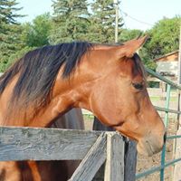 Teresa Mcconnell Photo 36