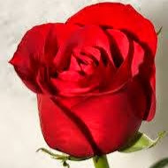 Rose Roy Photo 22