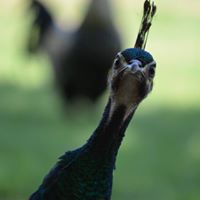 Robert Redding Photo 13