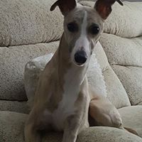 Tracey Willis Photo 35