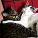 Betty Piccolo Photo 10