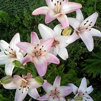 Jennifer Gonsalves Photo 16