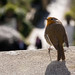 Robin Welsh Photo 12
