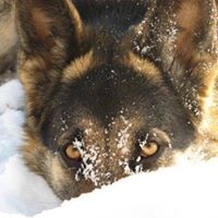 Suzanne Bowman Photo 13