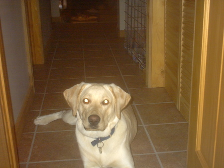 Tracy Shellenbarger Photo 1