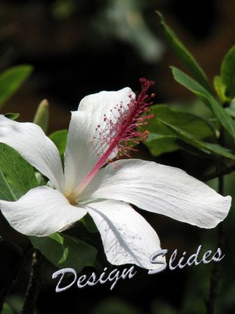 Phyllis Perry Photo 16